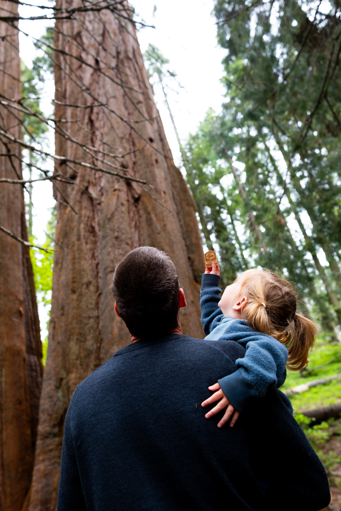 Sequoia, Kings Canyon&nbsp;NP