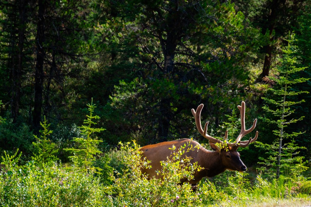 JASPER NATIONAL PARK
